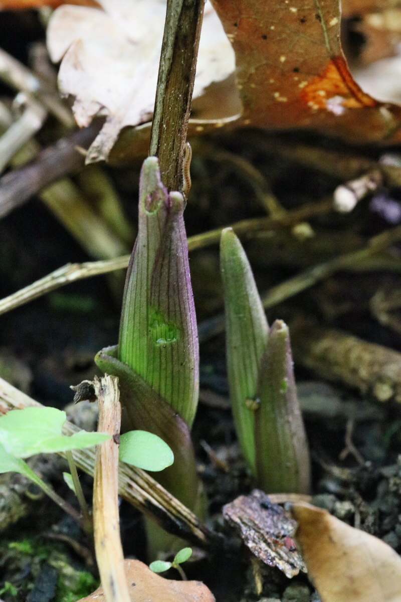 RNA_2017_06_01_7674p_Bildgr��e �ndern