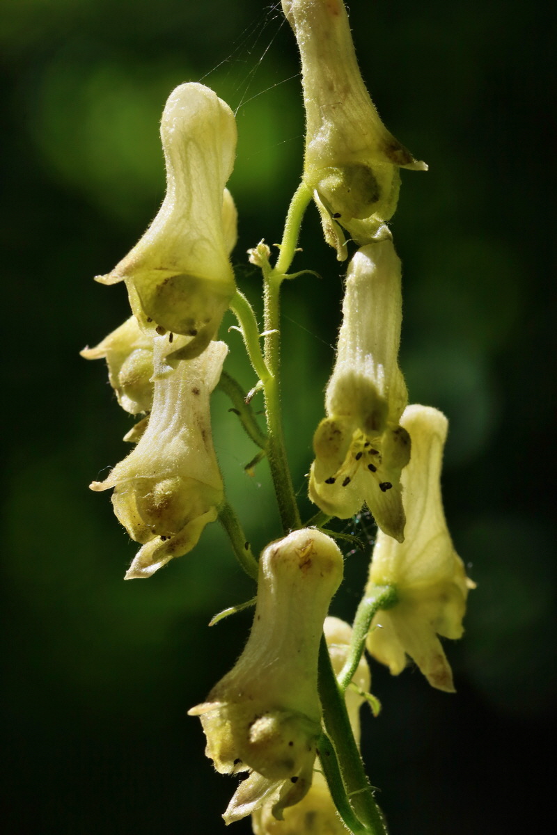 RNA_2017_06_01_7686p_Bildgr��e �ndern