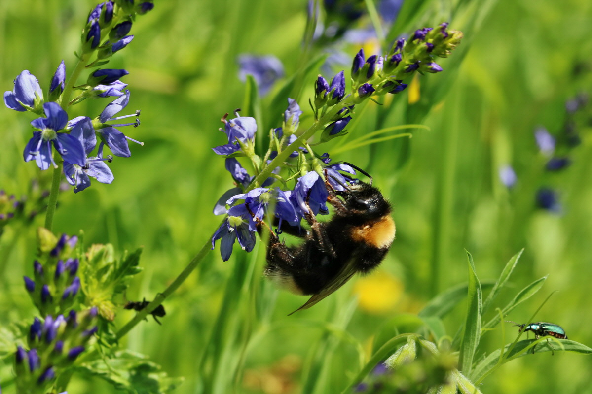 RNA_2017_06_01_7697p_Bildgr��e �ndern