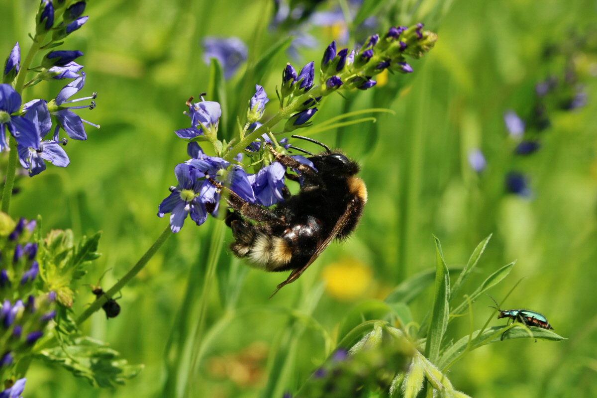 RNA_2017_06_01_7701p_Bildgr��e �ndern