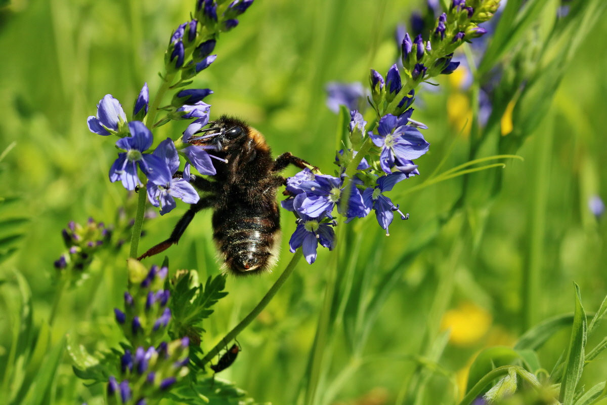 RNA_2017_06_01_7710p_Bildgr��e �ndern