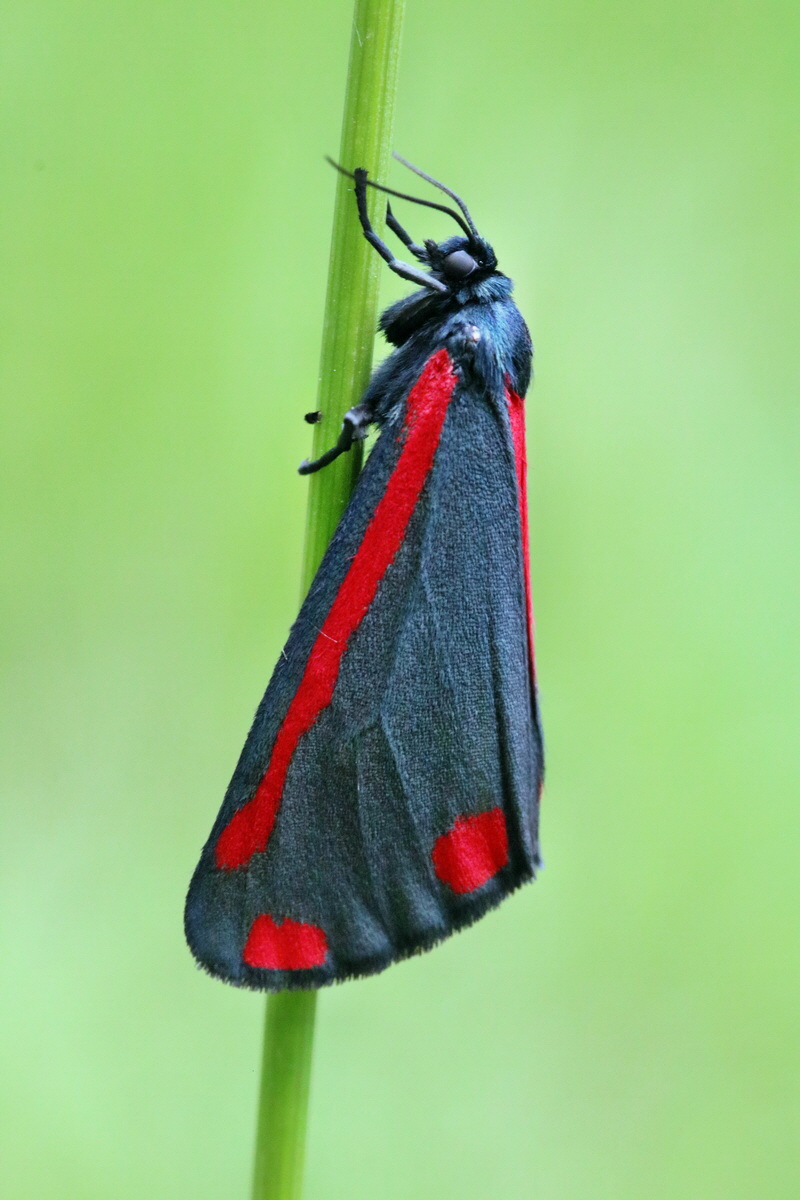 RNA_2017_06_01_7729p_Bildgr��e �ndern