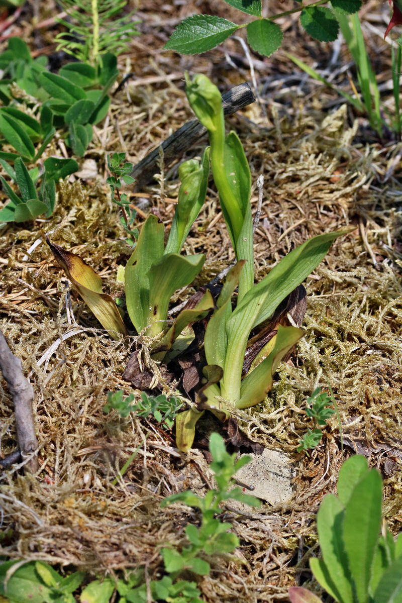 RNA_2017_06_01_7743p_Bildgr��e �ndern