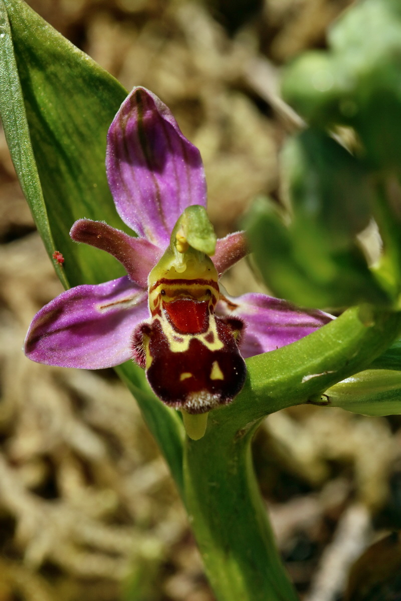 RNA_2017_06_01_7747p_Bildgr��e �ndern