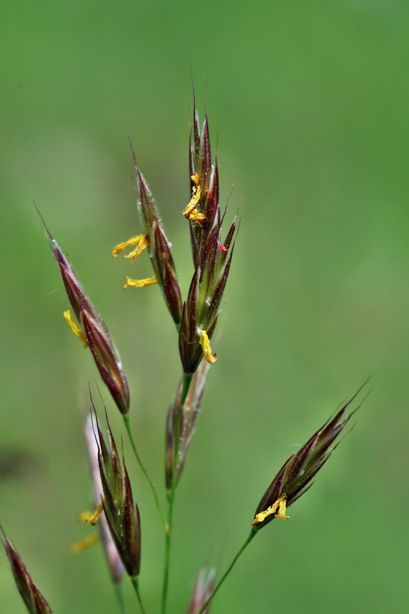 RNA_2017_06_01_7762p_Bildgr��e �ndern