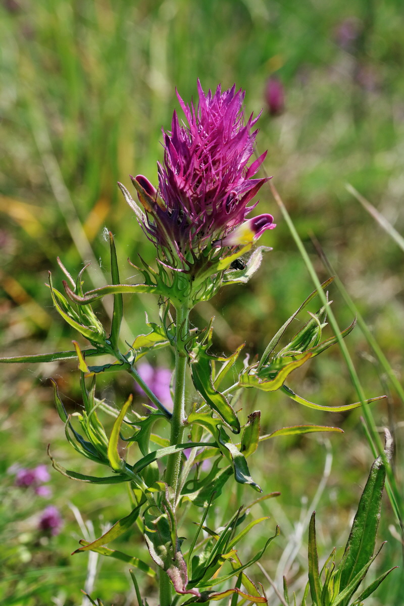 RNA_2017_06_01_7769p_Bildgr��e �ndern