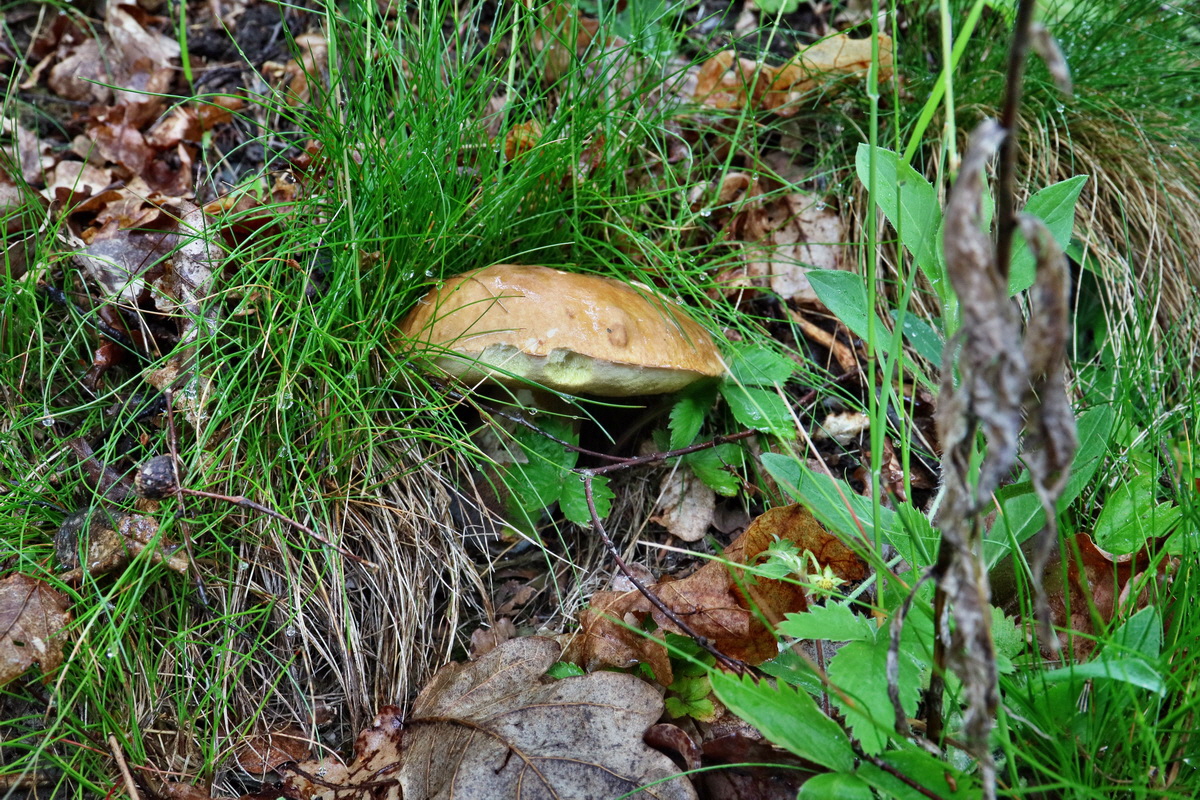 RNA_2017_06_03_7788p_Bildgr��e �ndern