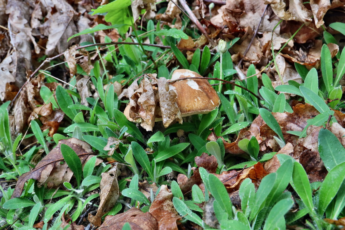 RNA_2017_06_03_7792p_Bildgr��e �ndern