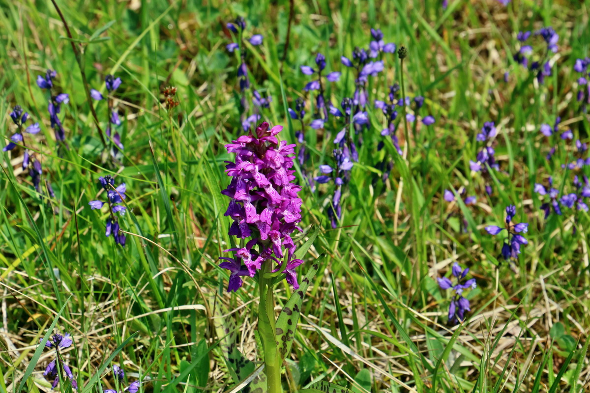 RNA_2017_06_03_7800p_Bildgr��e �ndern