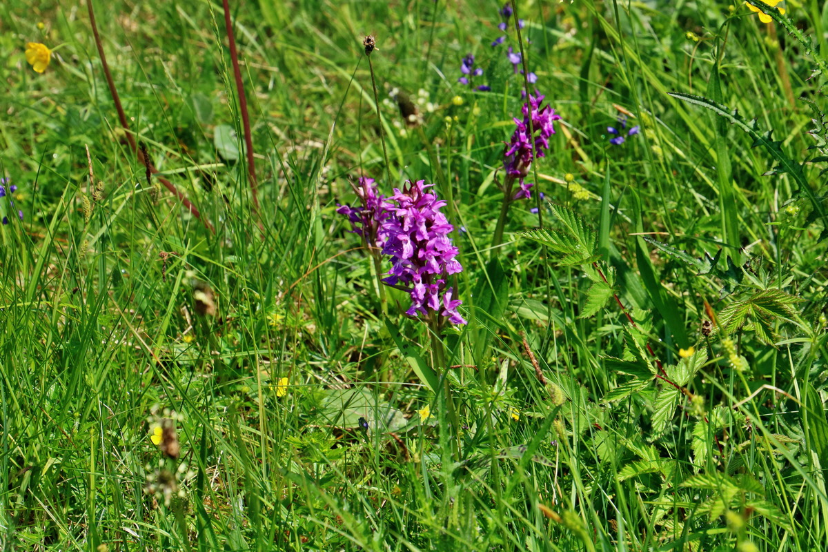 RNA_2017_06_03_7810p_Bildgr��e �ndern