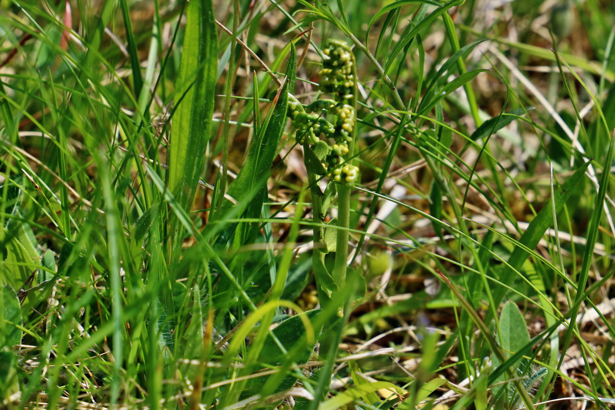 RNA_2017_06_03_7816p_Bildgr��e �ndern