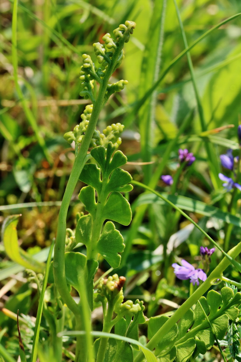 RNA_2017_06_03_7826p_Bildgr��e �ndern