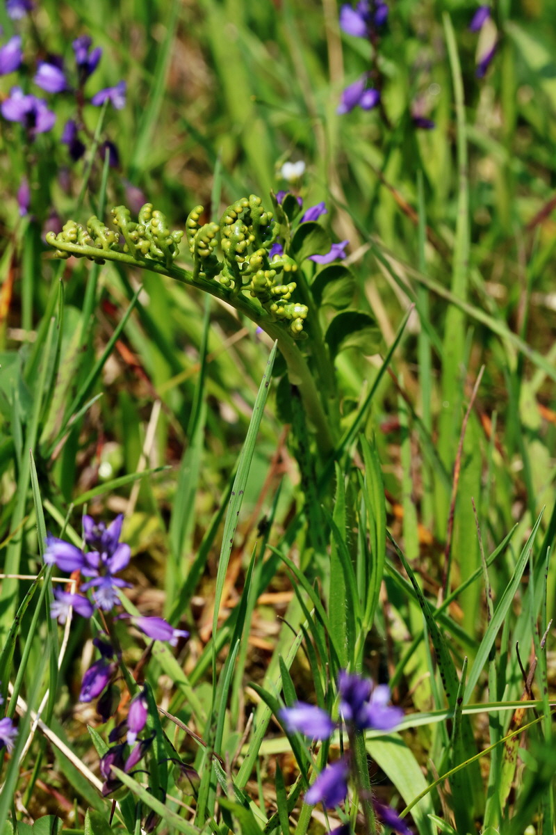 RNA_2017_06_03_7831p_Bildgr��e �ndern