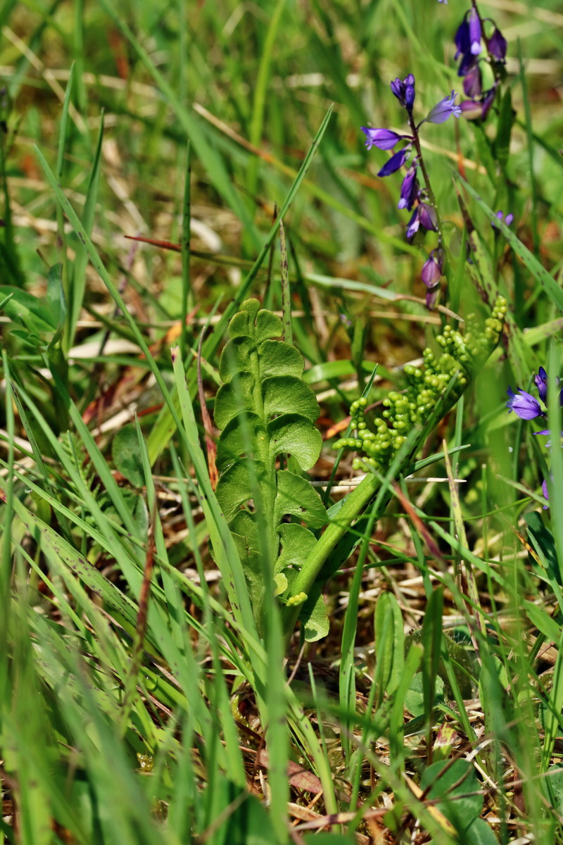 RNA_2017_06_03_7835p_Bildgr��e �ndern