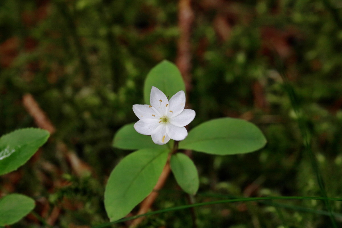 RNA_2017_06_03_7843p_Bildgr��e �ndern