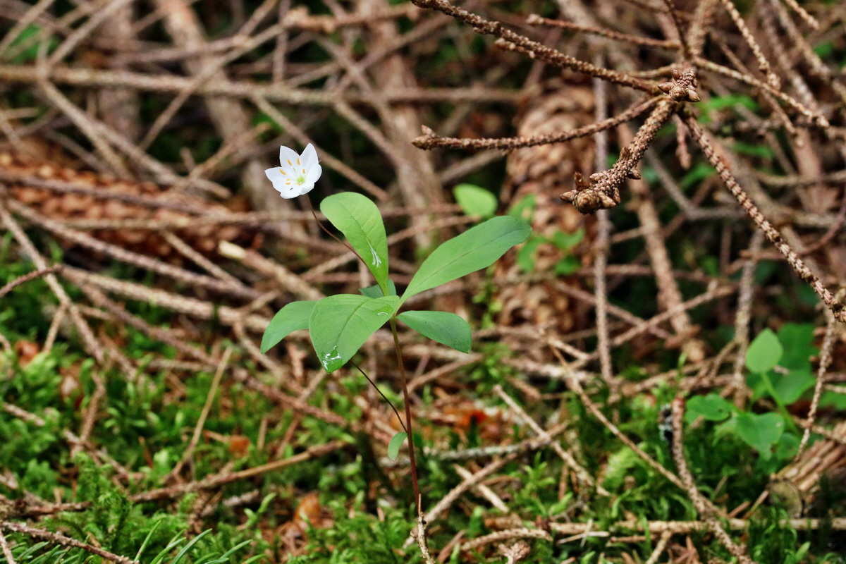 RNA_2017_06_03_7850p_Bildgr��e �ndern