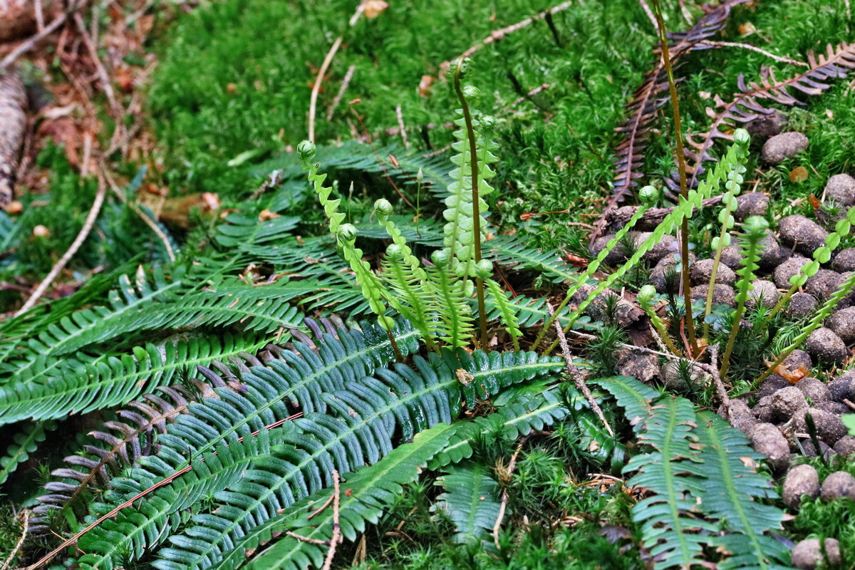 RNA_2017_06_03_7853p_Bildgr��e �ndern