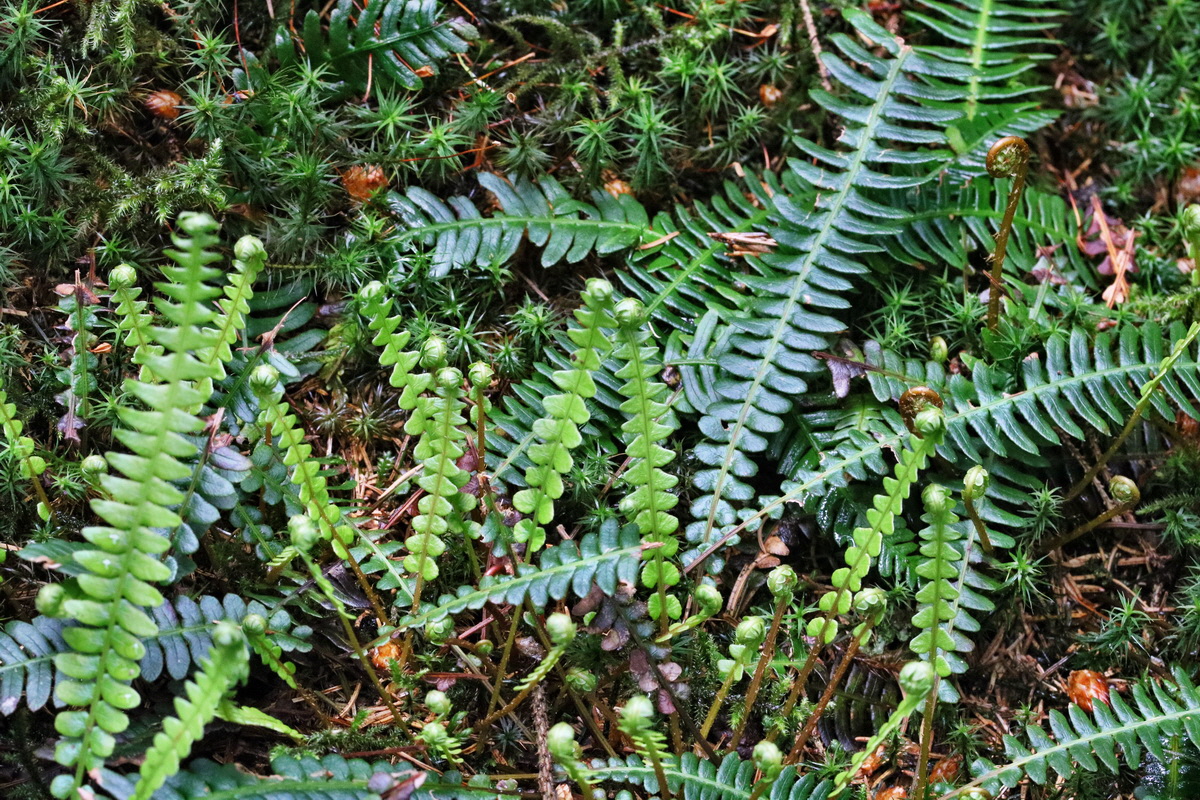 RNA_2017_06_03_7858p_Bildgr��e �ndern