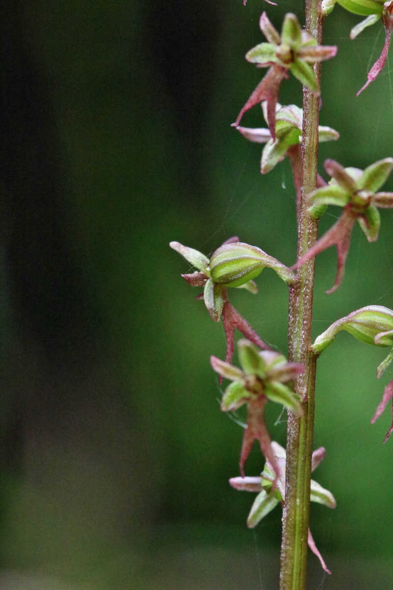 RNA_2017_06_03_7865p_Bildgr��e �ndern