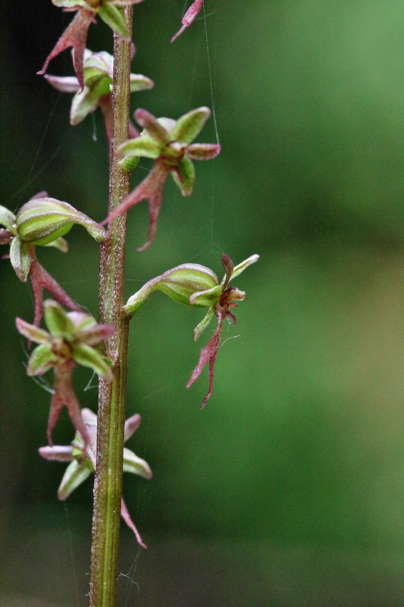 RNA_2017_06_03_7869p_Bildgr��e �ndern