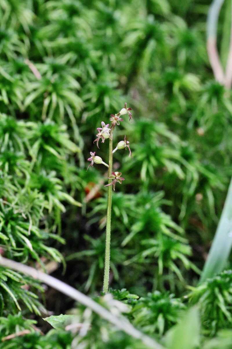 RNA_2017_06_03_7883p_Bildgr��e �ndern