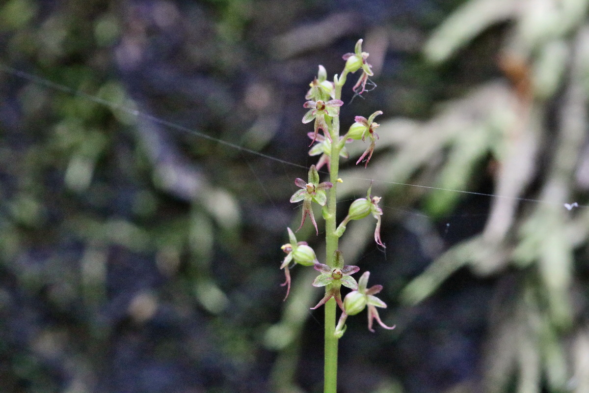 RNA_2017_06_03_7923p_Bildgr��e �ndern