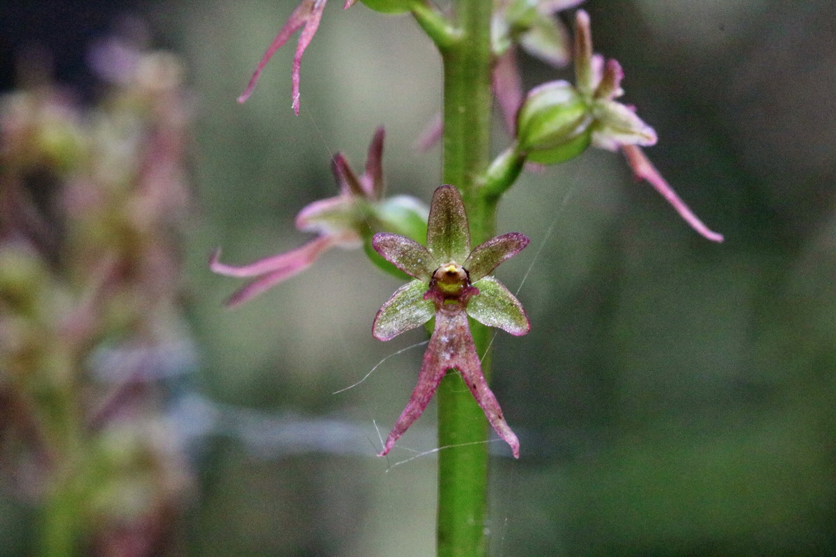 RNA_2017_06_03_7935p_Bildgr��e �ndern