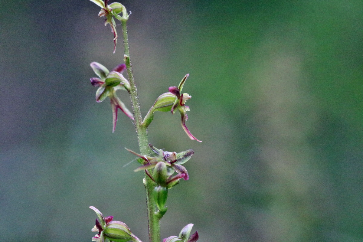 RNA_2017_06_03_7996p_Bildgr��e �ndern