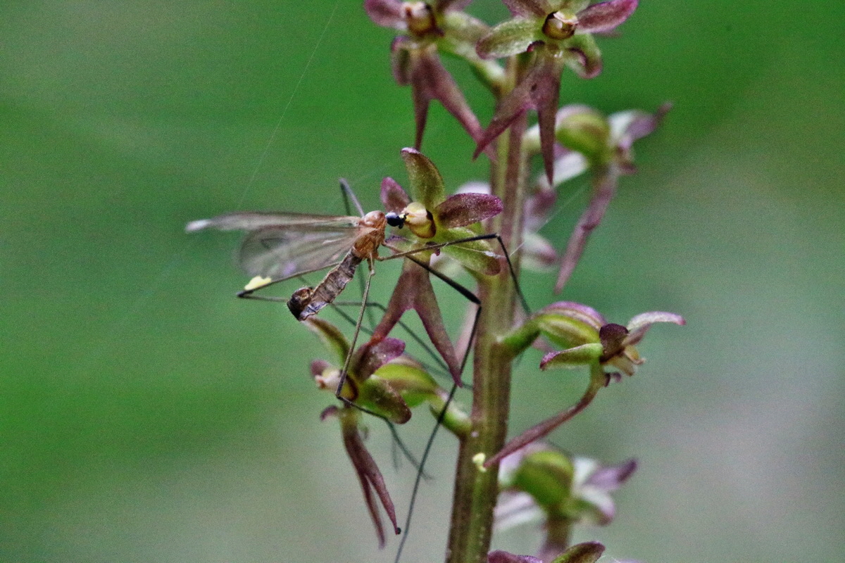 RNA_2017_06_03_8087p_Bildgr��e �ndern