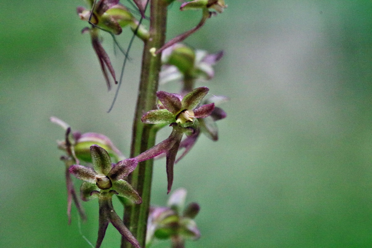 RNA_2017_06_03_8098p_Bildgr��e �ndern