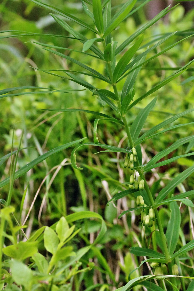 RNA_2017_06_03_8150p_Bildgr��e �ndern