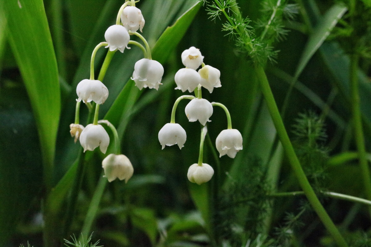 RNA_2017_06_03_8176p_Bildgr��e �ndern