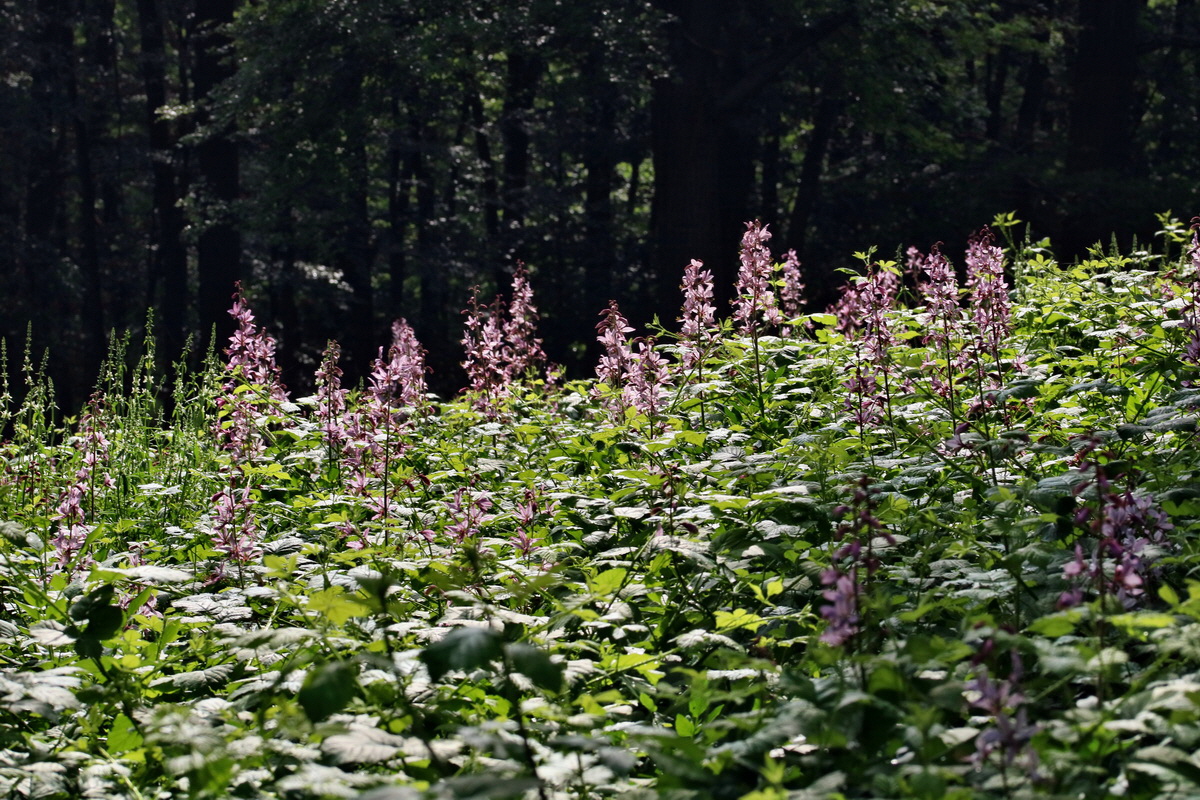 RNA_2017_06_03_8180p_Bildgr��e �ndern