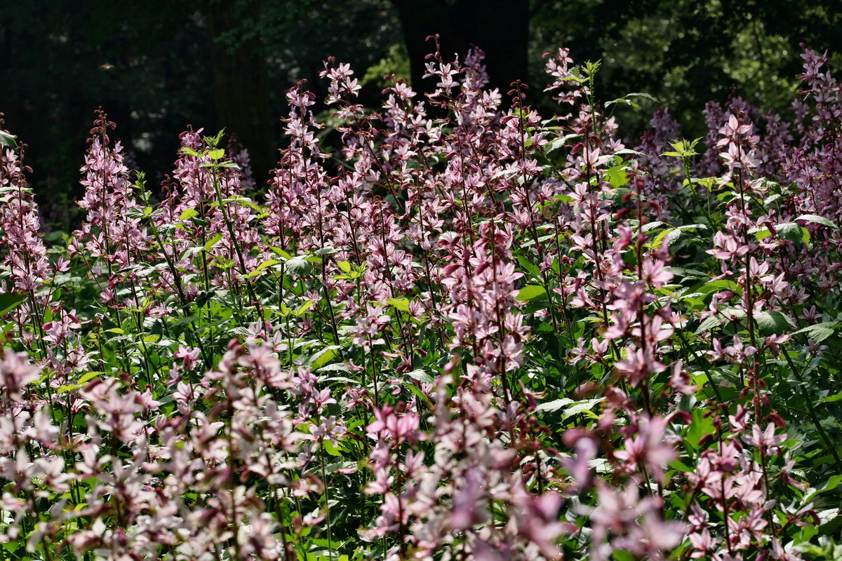 RNA_2017_06_03_8188p_Bildgr��e �ndern