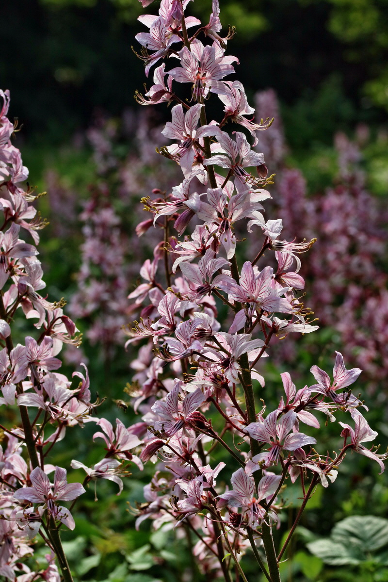 RNA_2017_06_03_8218p_Bildgr��e �ndern