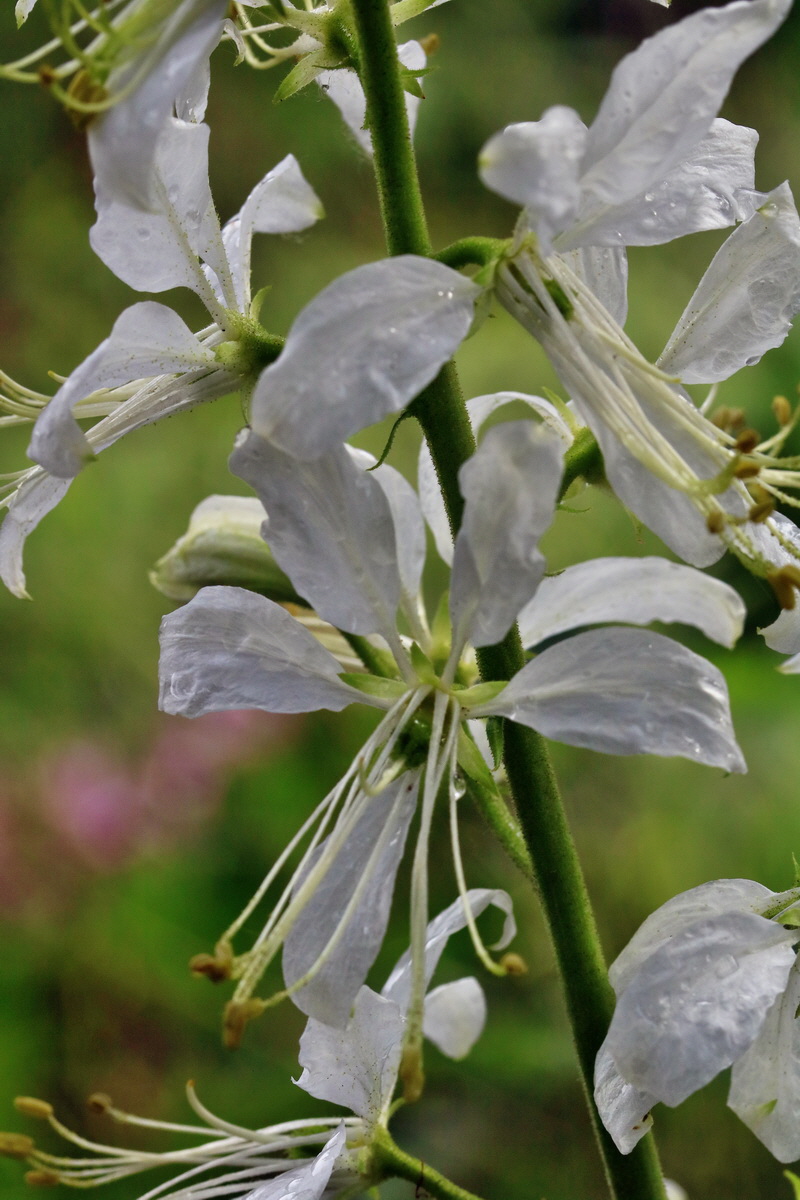 RNA_2017_06_03_8225p_Bildgr��e �ndern