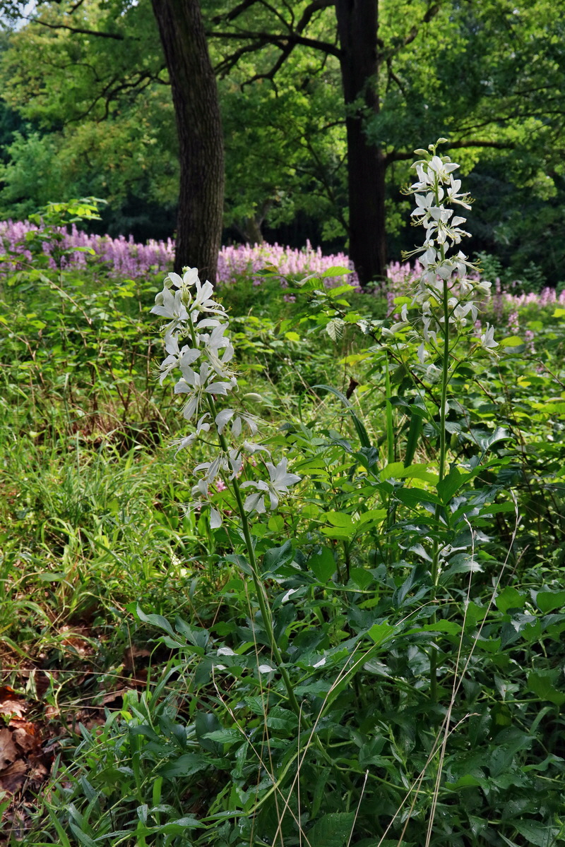 RNA_2017_06_03_8244p_Bildgr��e �ndern