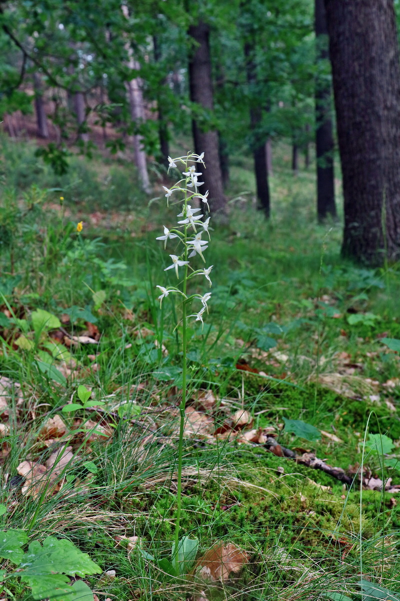 RNA_2017_06_03_8278p_Bildgr��e �ndern