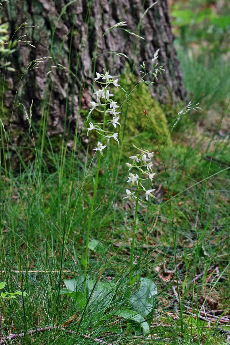 RNA_2017_06_03_8281p_Bildgr��e �ndern