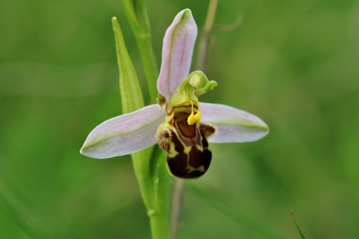 RNA_2017_06_03_8286p_Bildgr��e �ndern