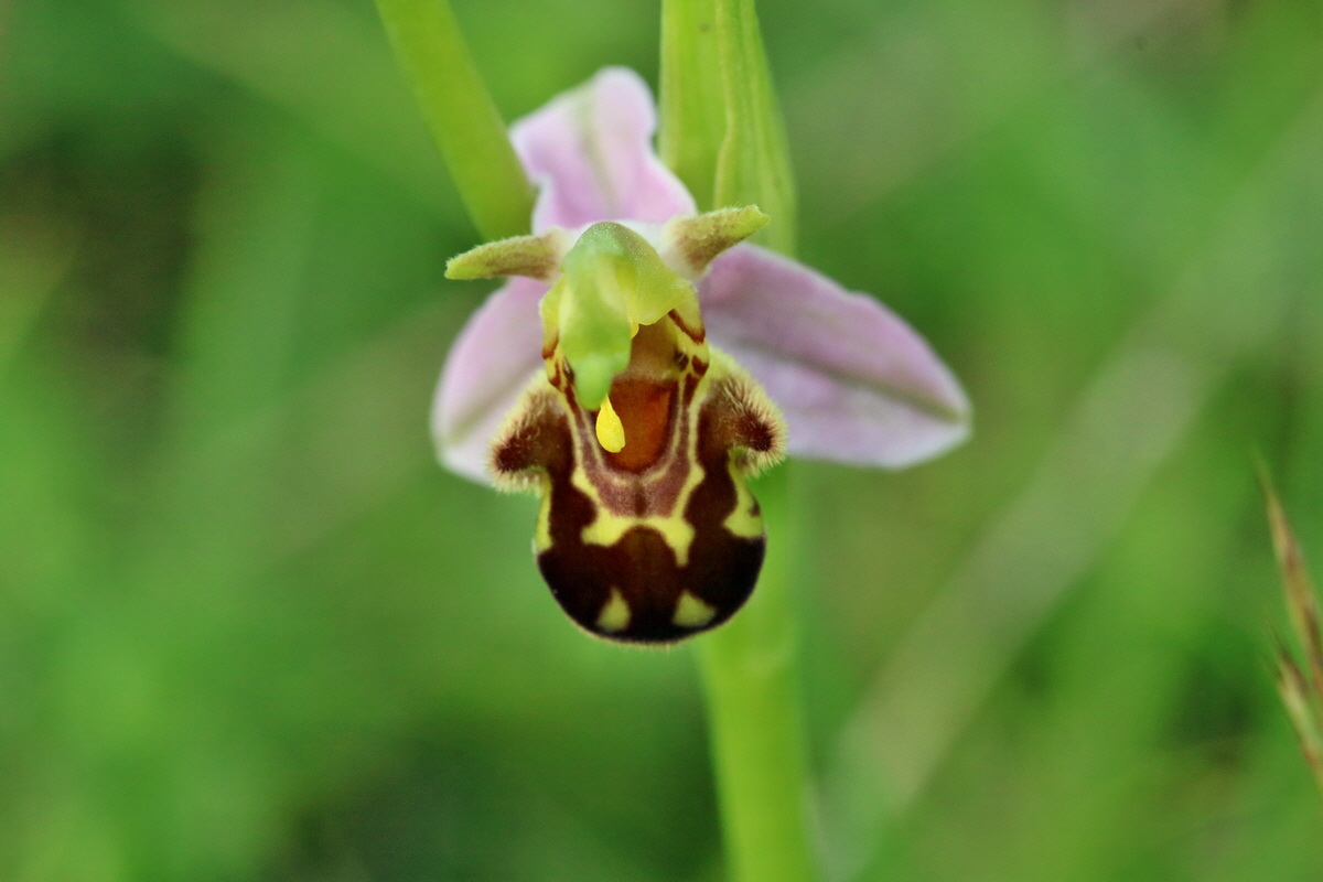 RNA_2017_06_03_8297p_Bildgr��e �ndern