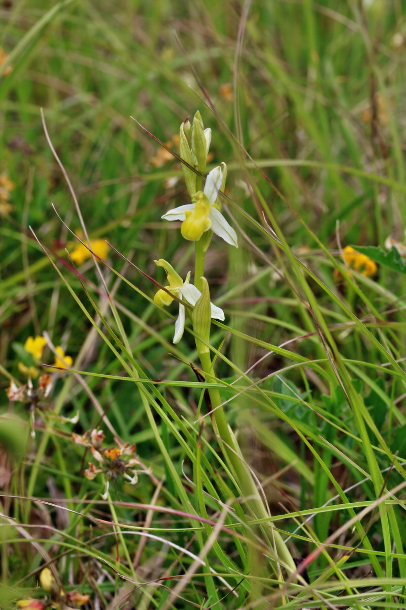 2017_06_05_034668p_Bildgr��e �ndern