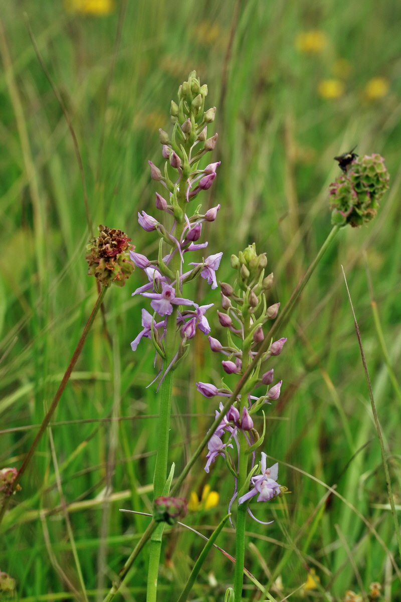 2017_06_05_034675p_Bildgr��e �ndern