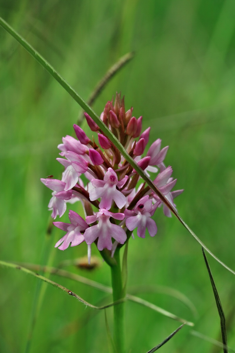 2017_06_05_034698p_Bildgr��e �ndern