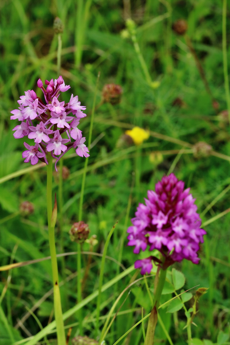 2017_06_05_034721p_Bildgr��e �ndern