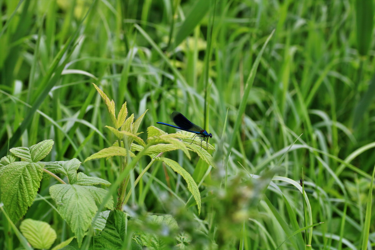 RNA_2017_06_08_8331p_Bildgr��e �ndern