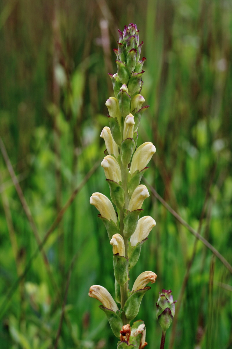 RNA_2017_06_08_8338p_Bildgr��e �ndern