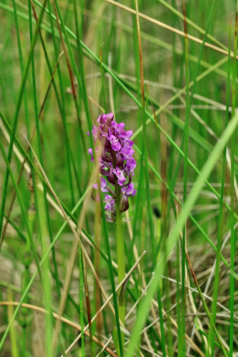 RNA_2017_06_08_8385p_Bildgr��e �ndern