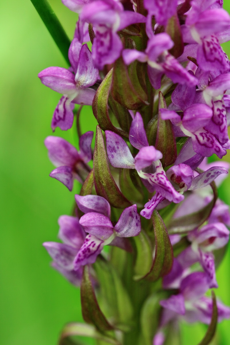 RNA_2017_06_08_8390p_Bildgr��e �ndern