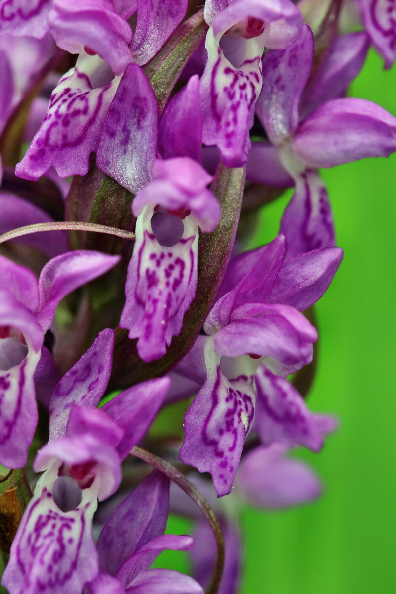 RNA_2017_06_08_8394p_Bildgr��e �ndern